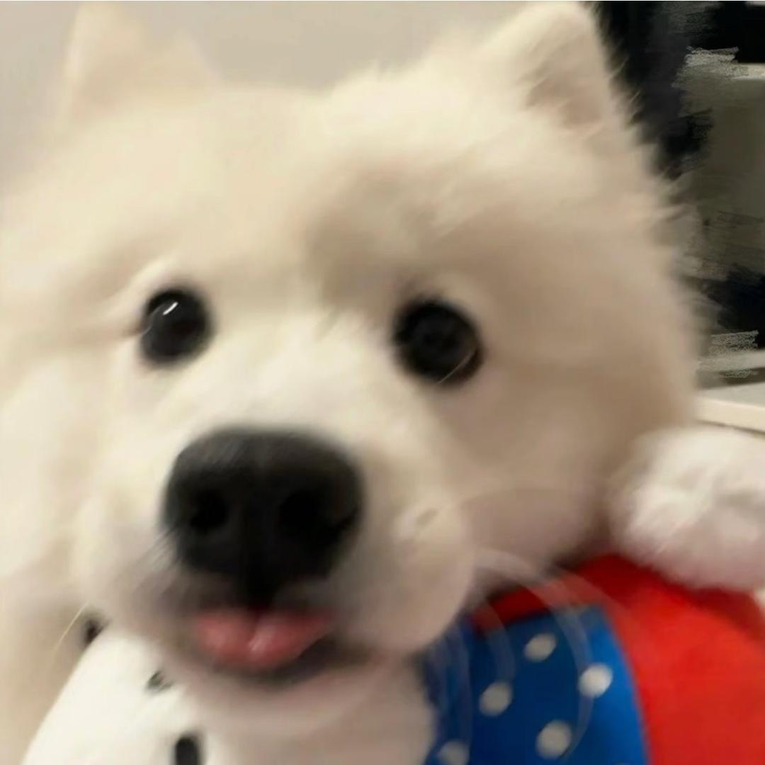 小狗吃饭日记