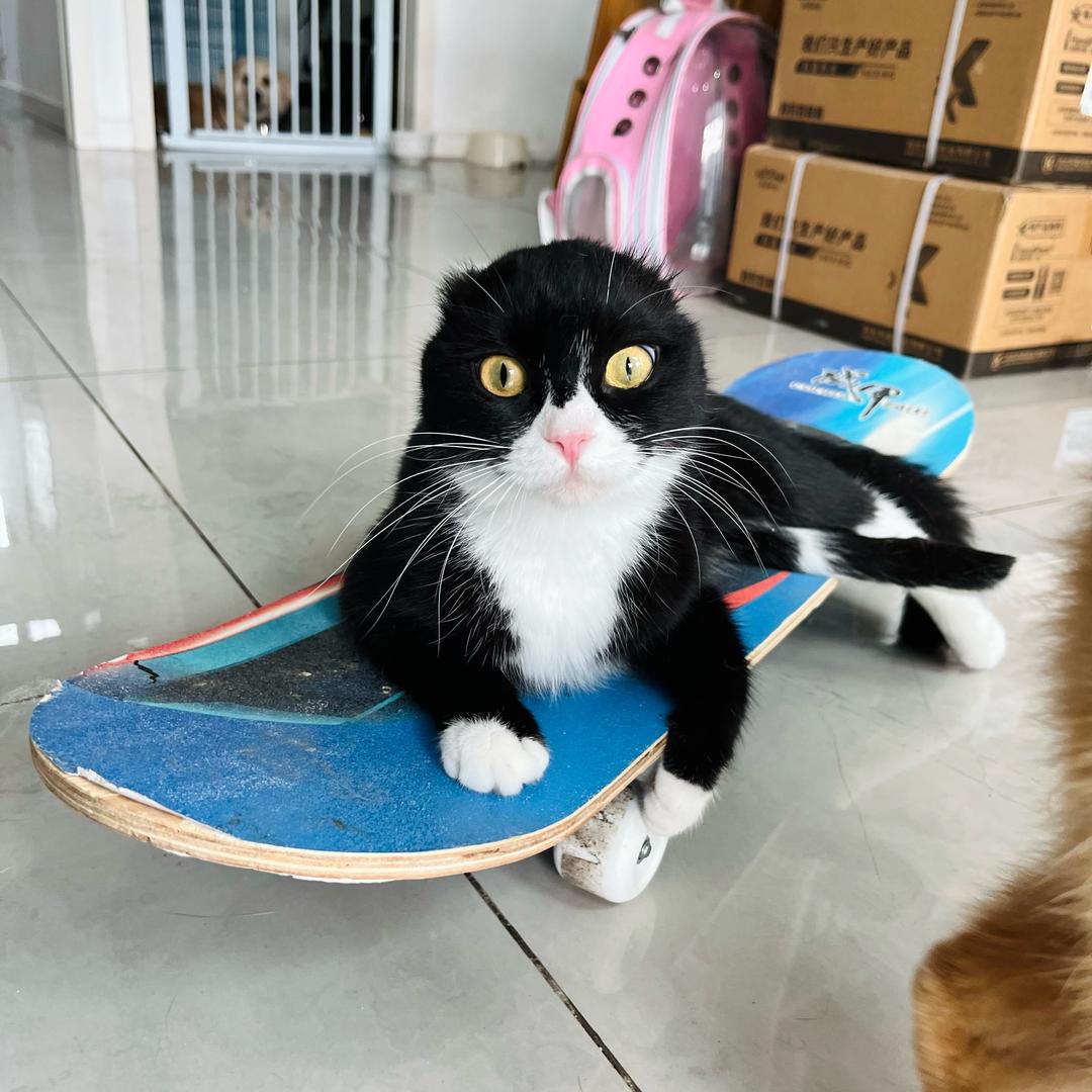 草莓🍓海豹猫