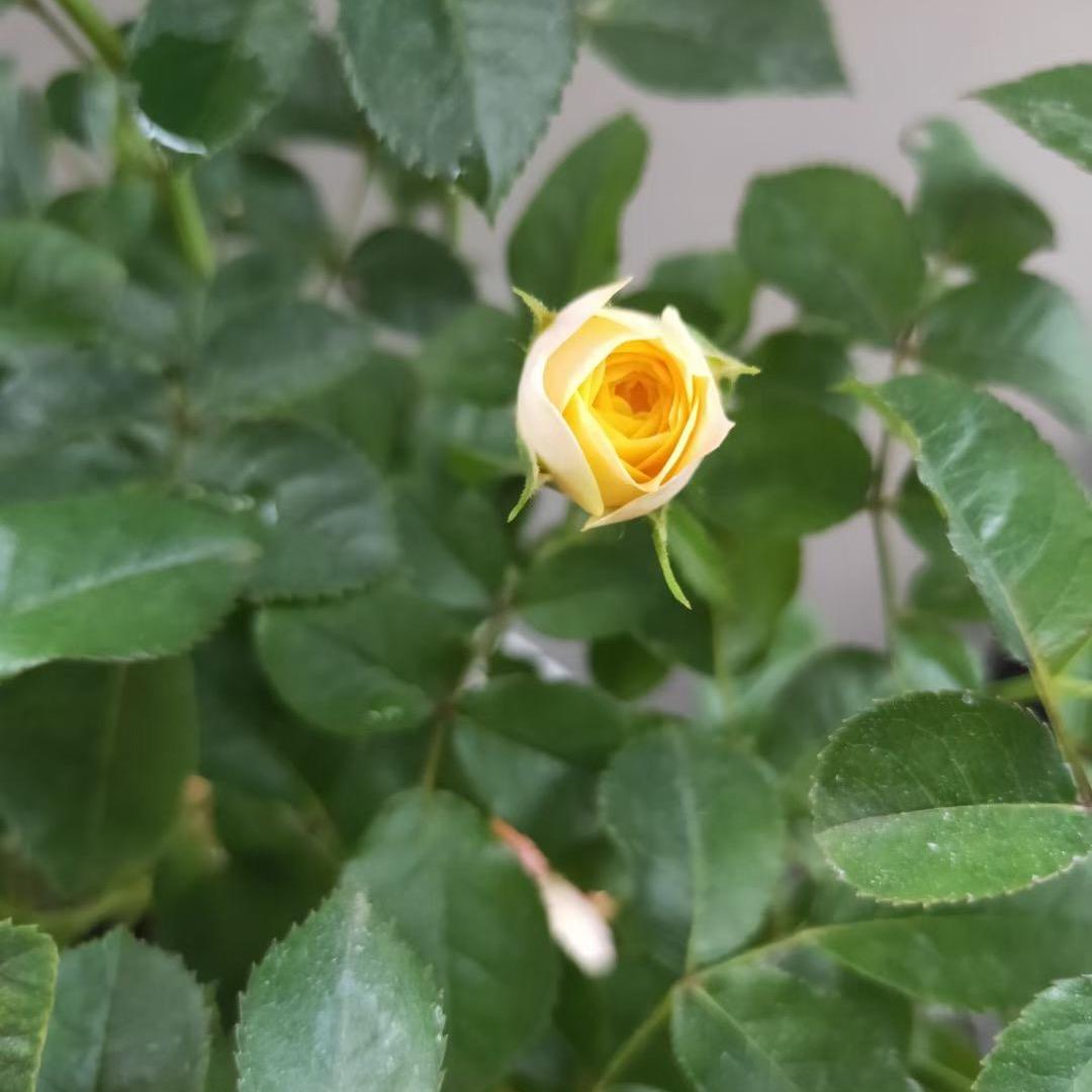 綦江邹邹