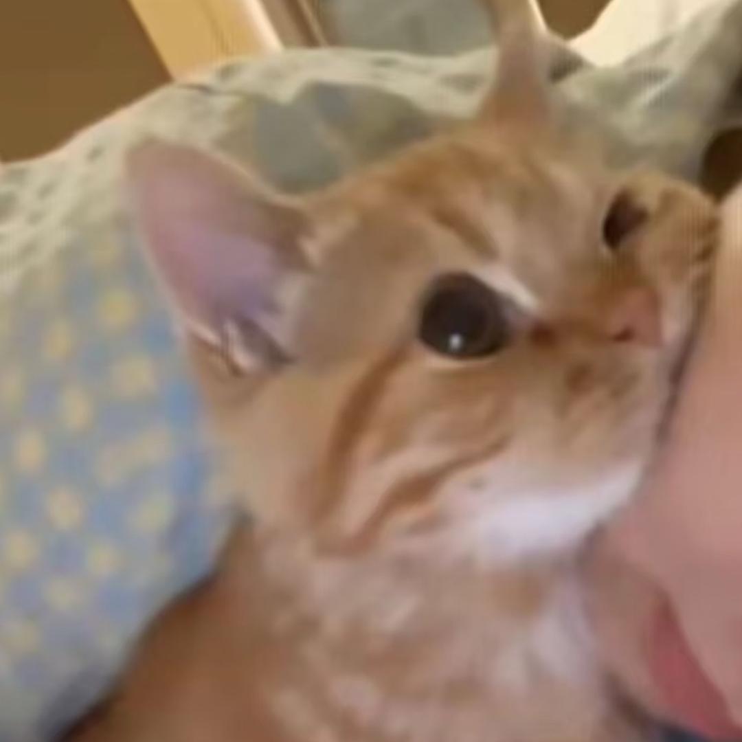 是猫不是（见过五花八们除寡淡王版