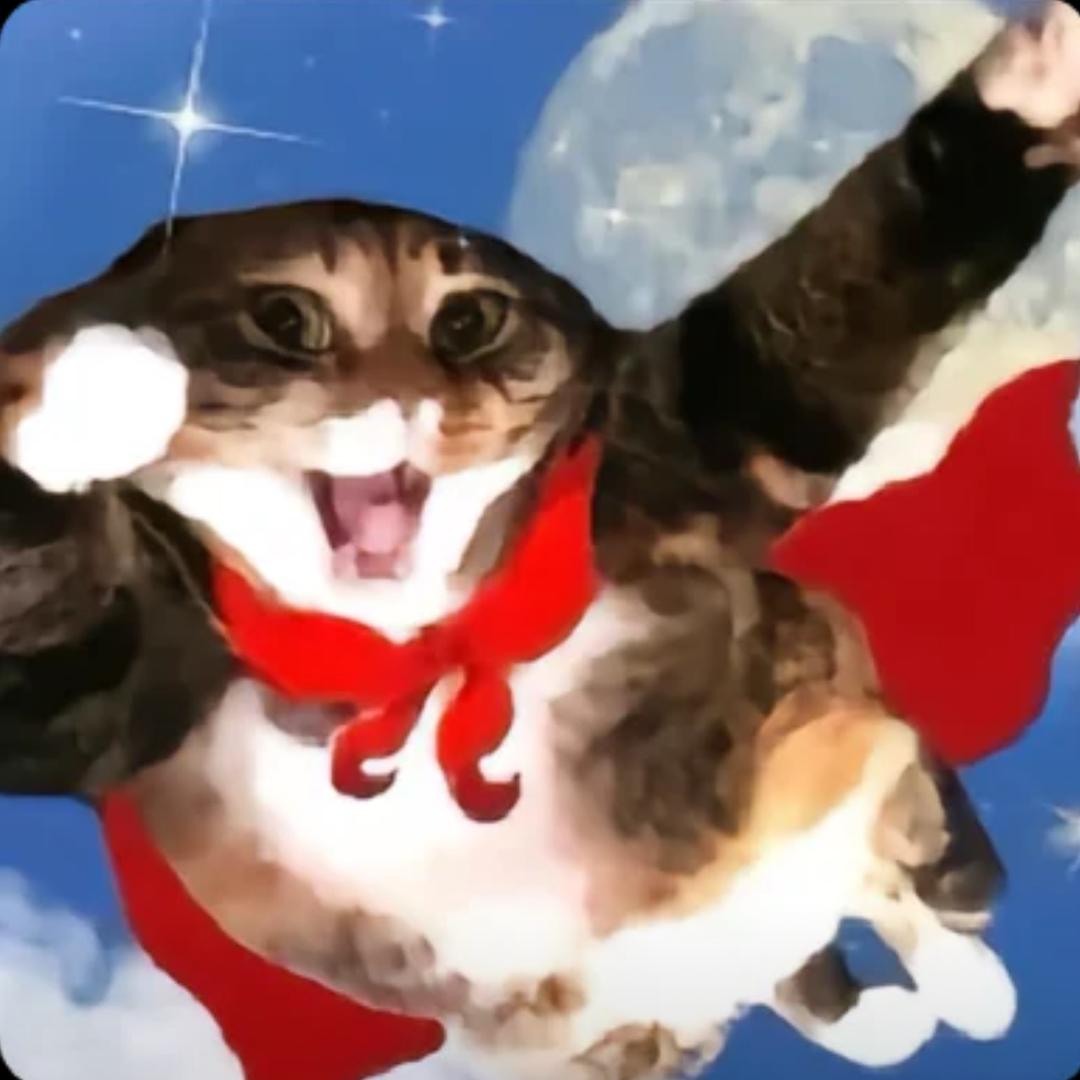 我的猫很爱我