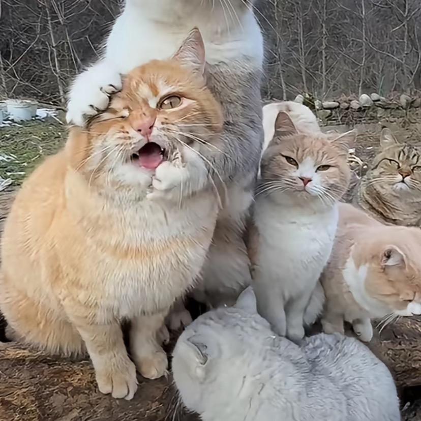 来财来财🐈