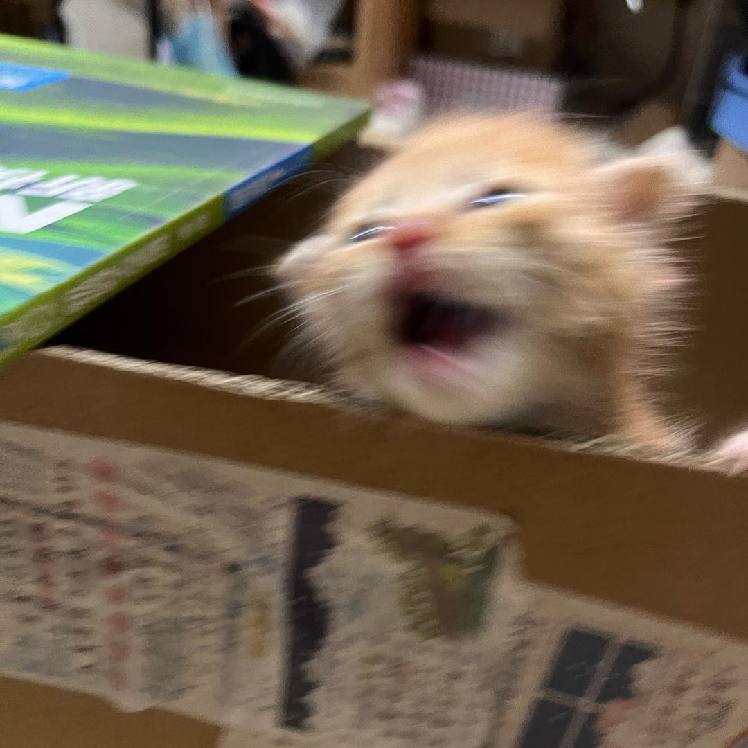 炒红薯叶用花生油