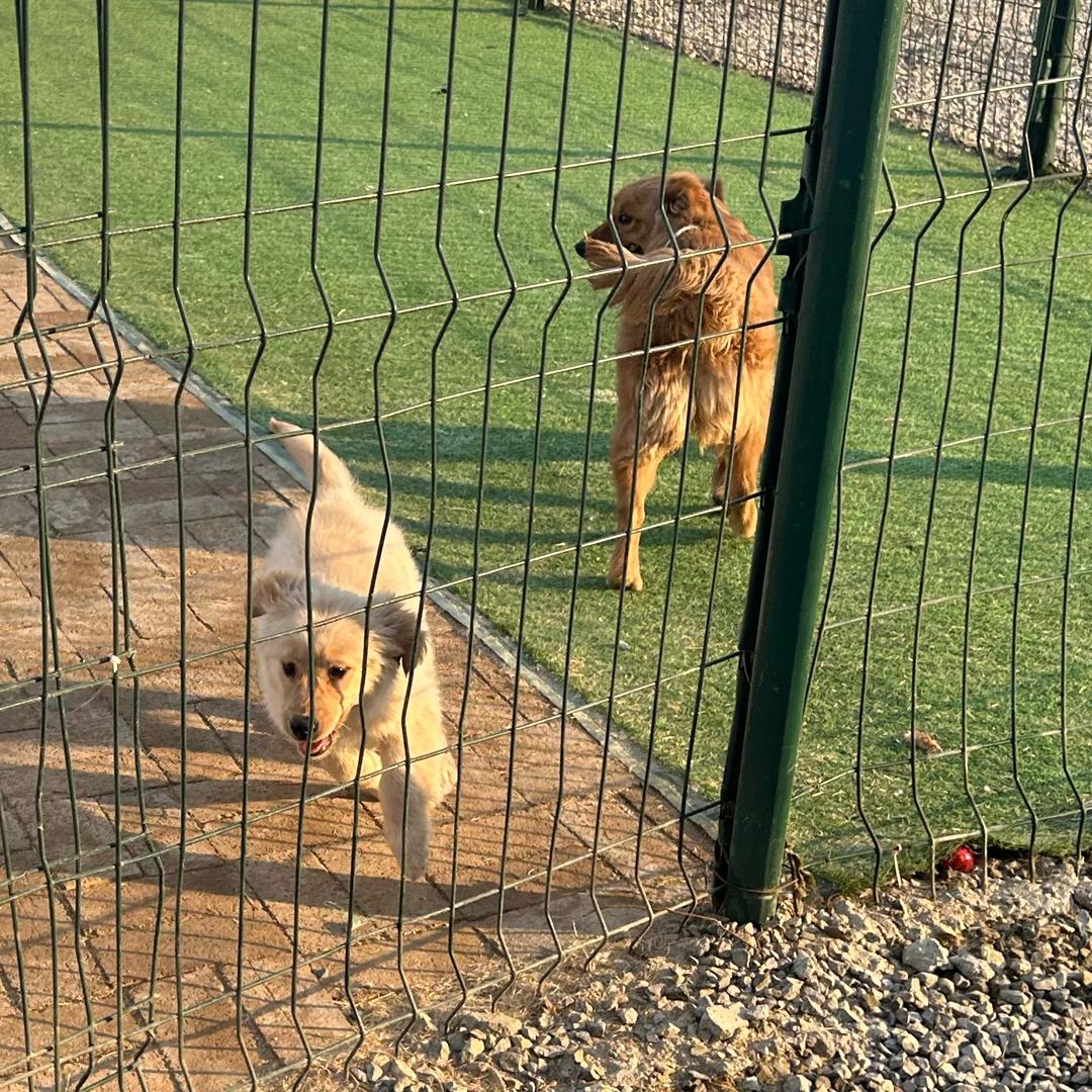 先天智障的小金毛