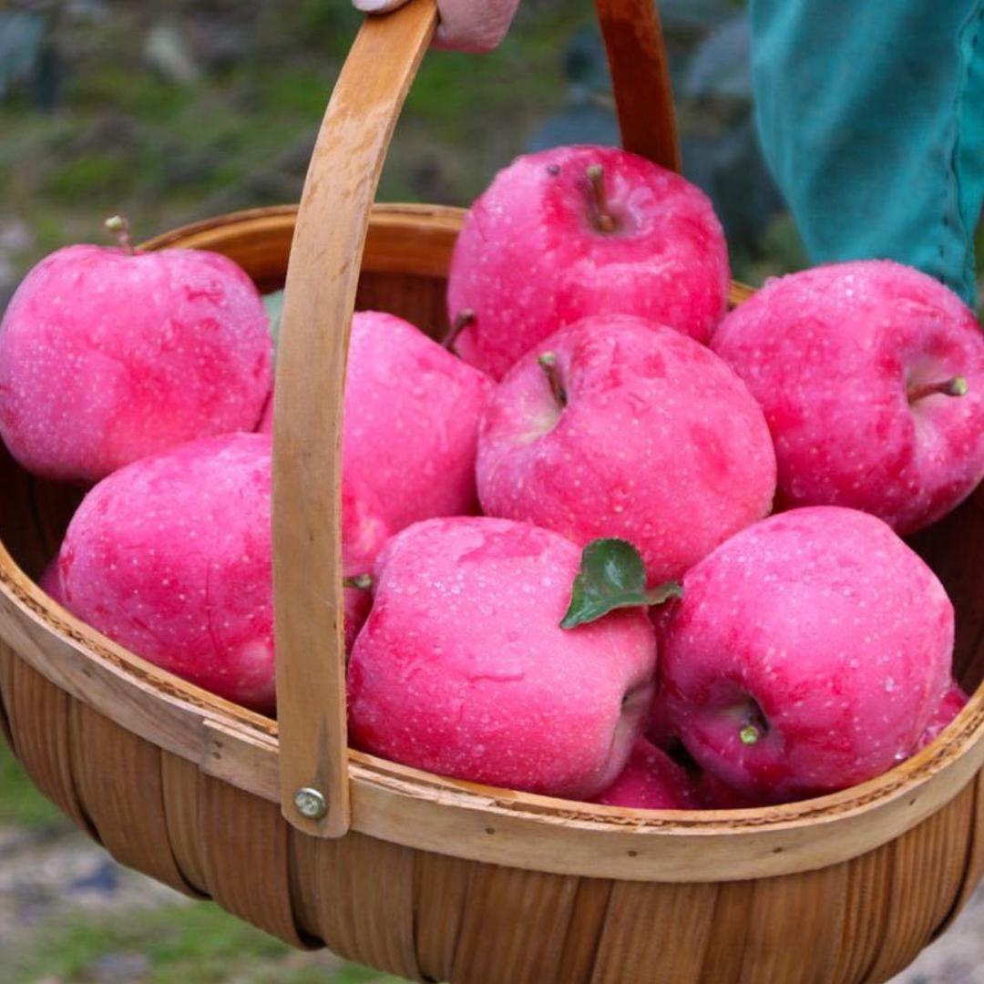 杨宝儿静宁苹果