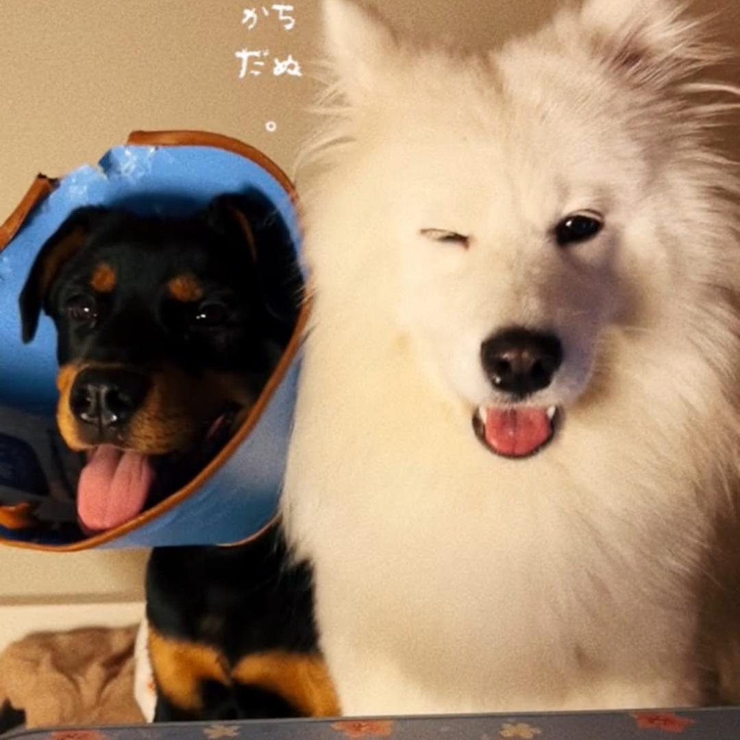 三只福满多宠物用品店