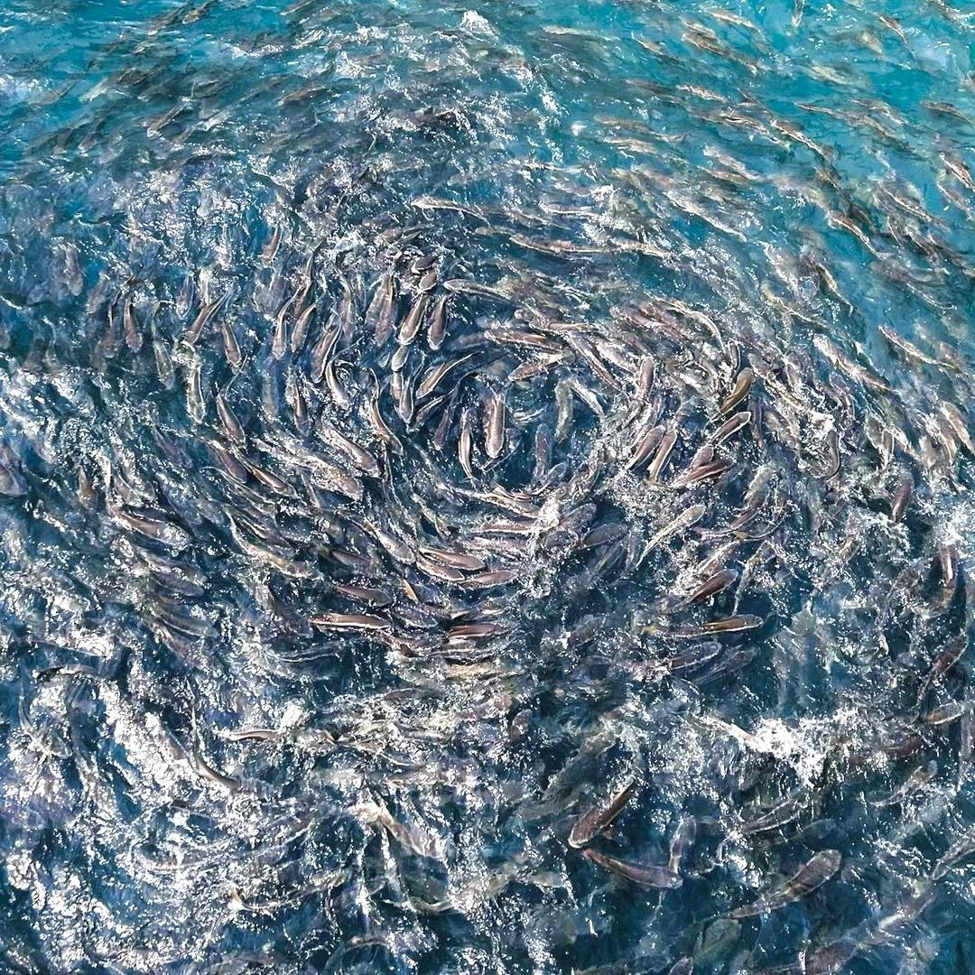 海洋牧场小韩哥
