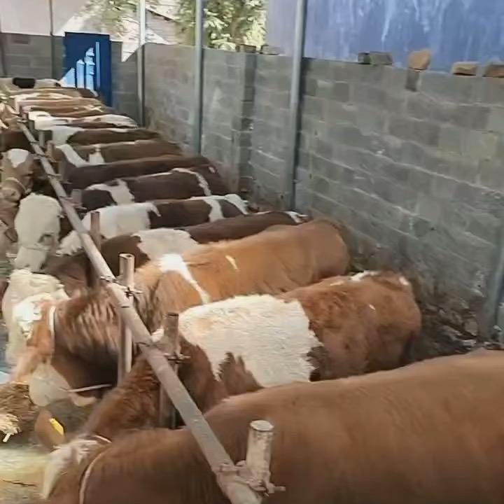 威宁养牛小昌