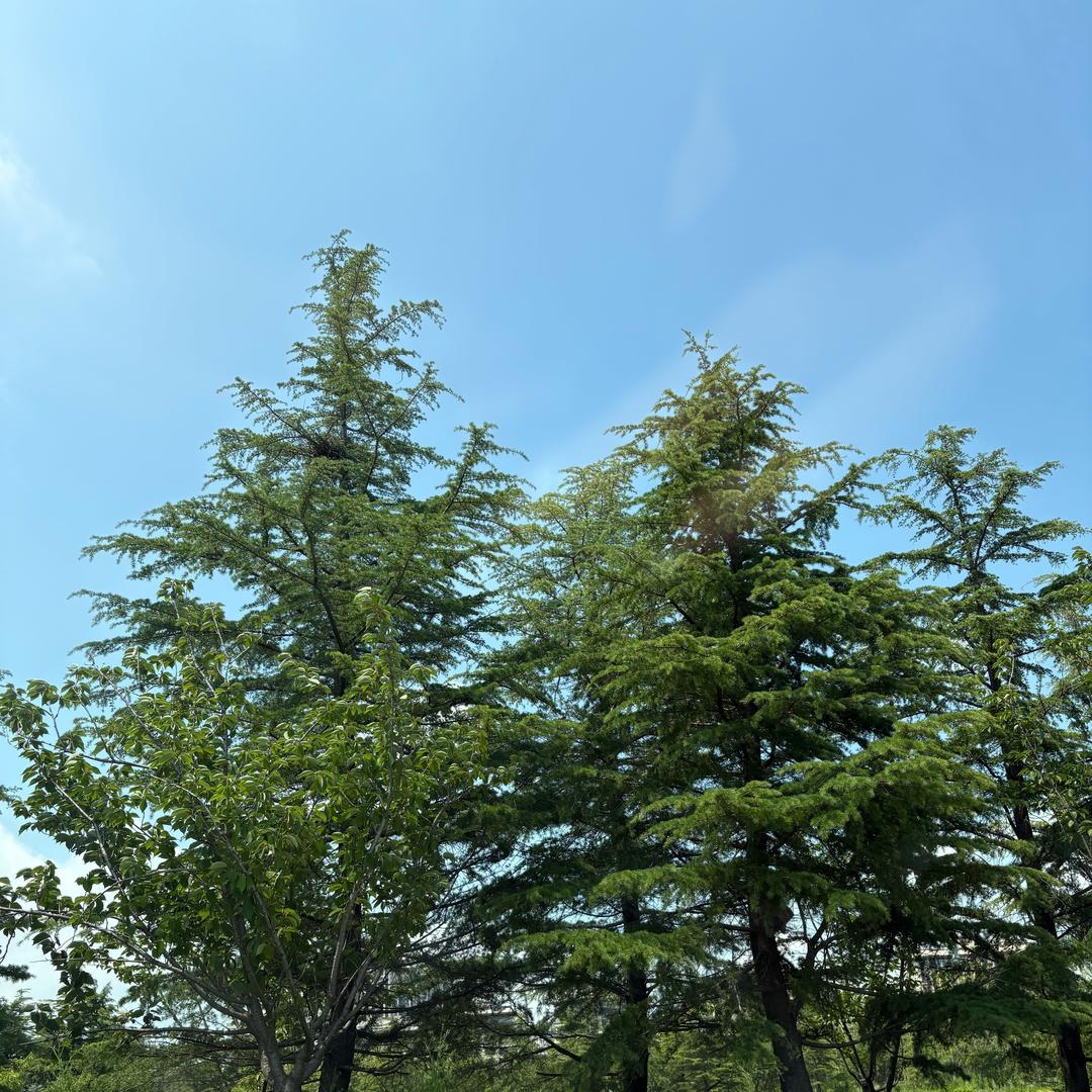 夏天味道