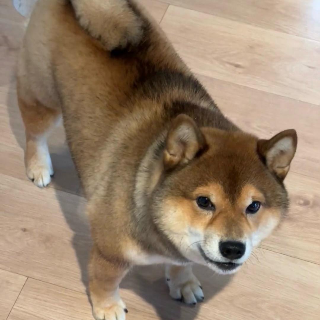 两个木