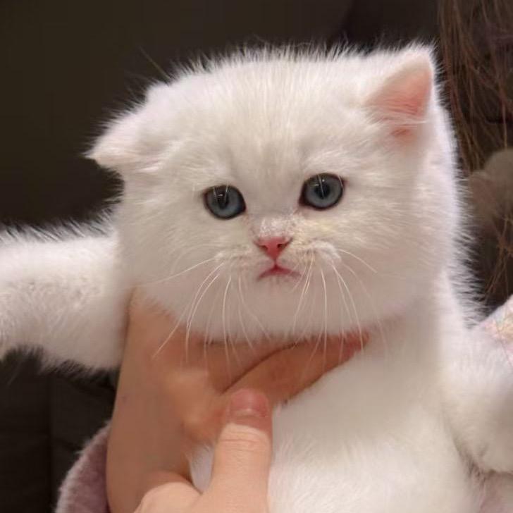 超级  哈基米🐱