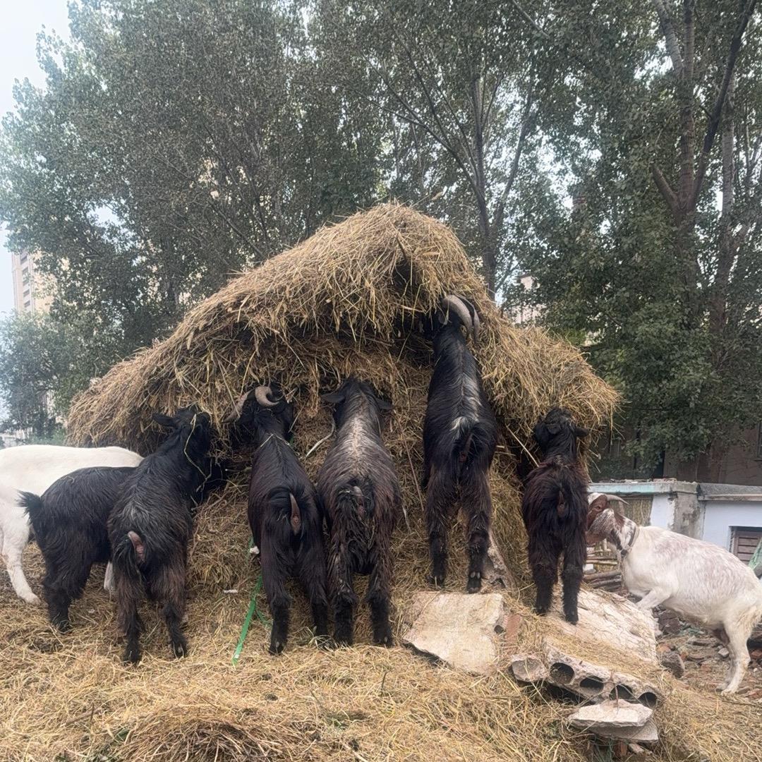 临朐卖山羊的仨儿他娘