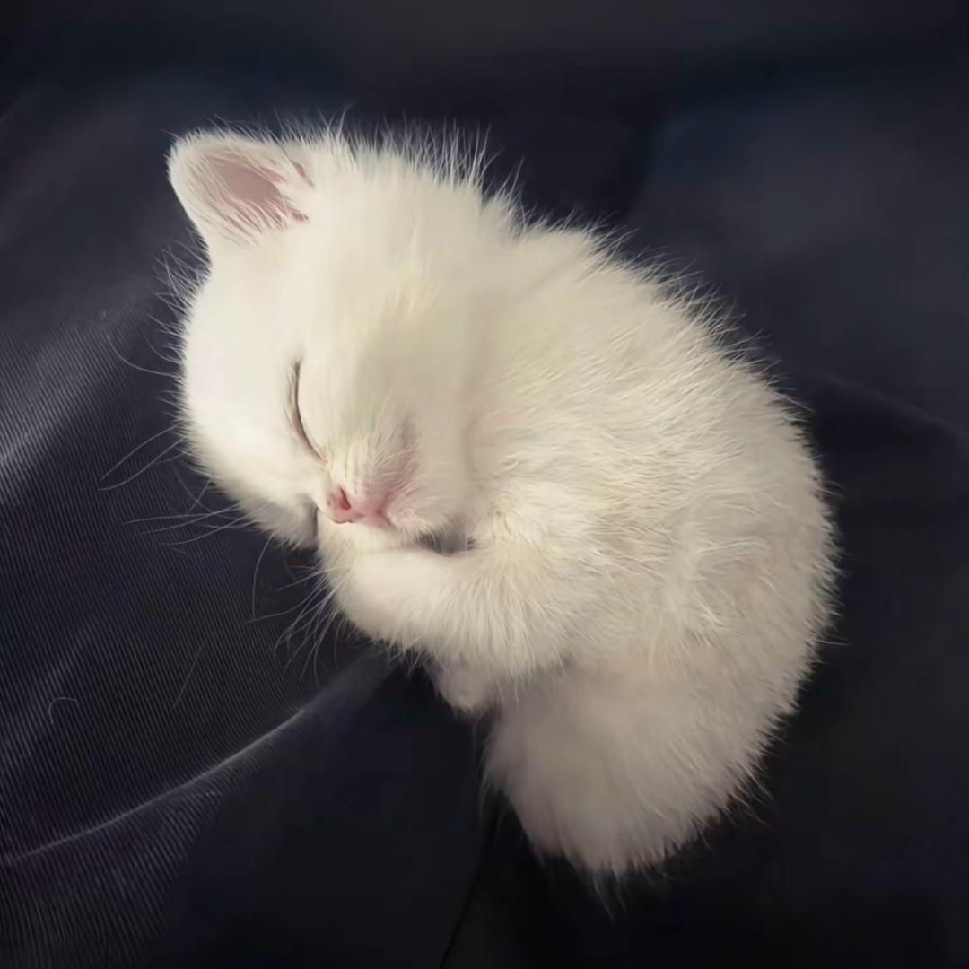 我的小猫不爱我⦮_  ̫ _⦯