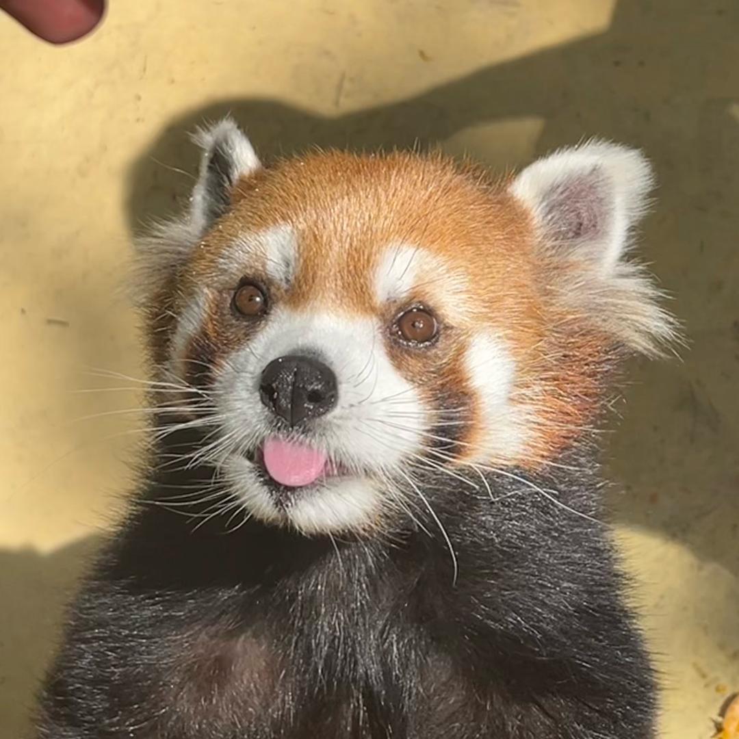小熊猫~