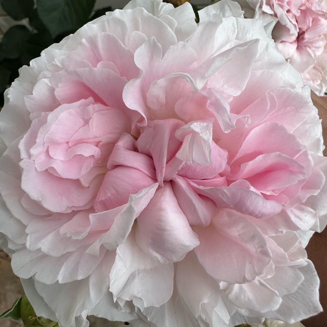 花痴研究所