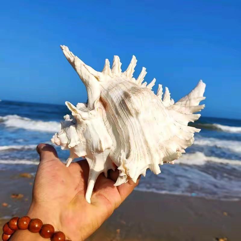 小虎子爱赶海