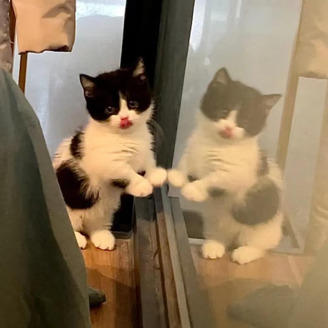 超极喜欢小狗～