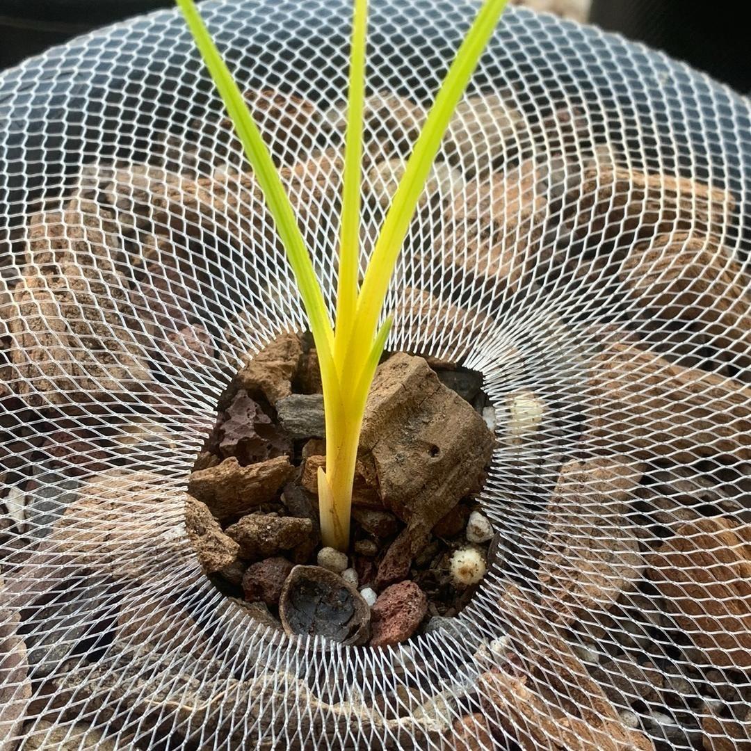 小罗花卉直播号