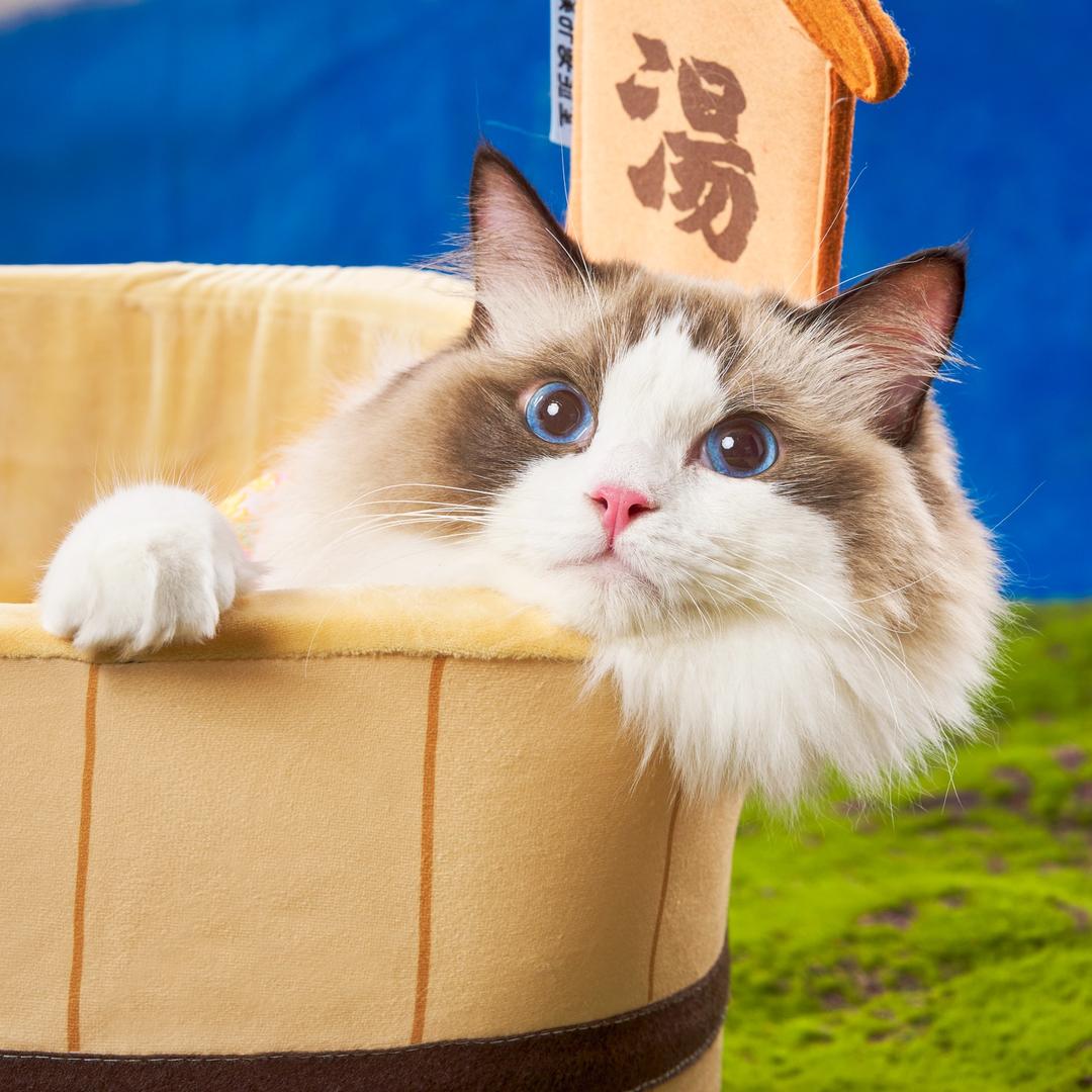 布偶是只狗