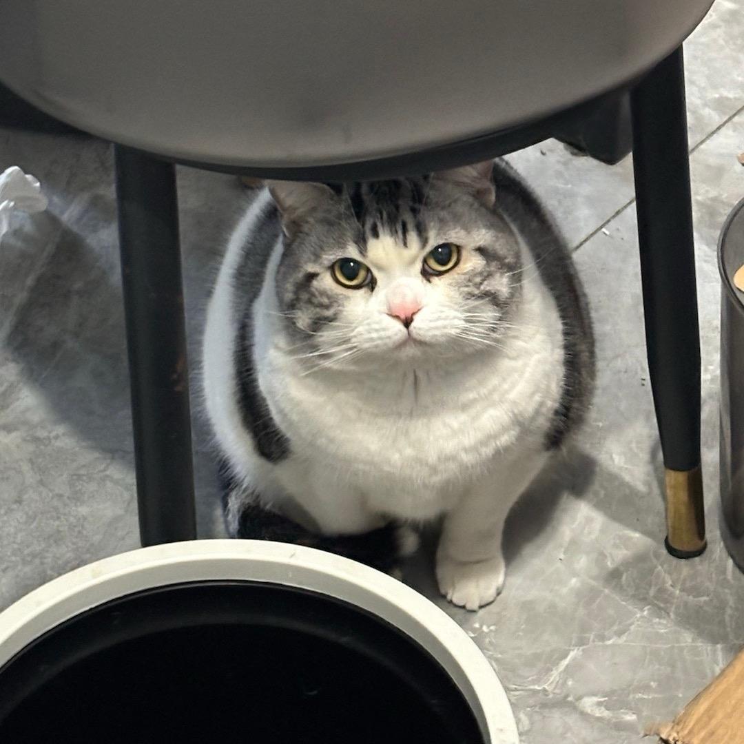 鱼