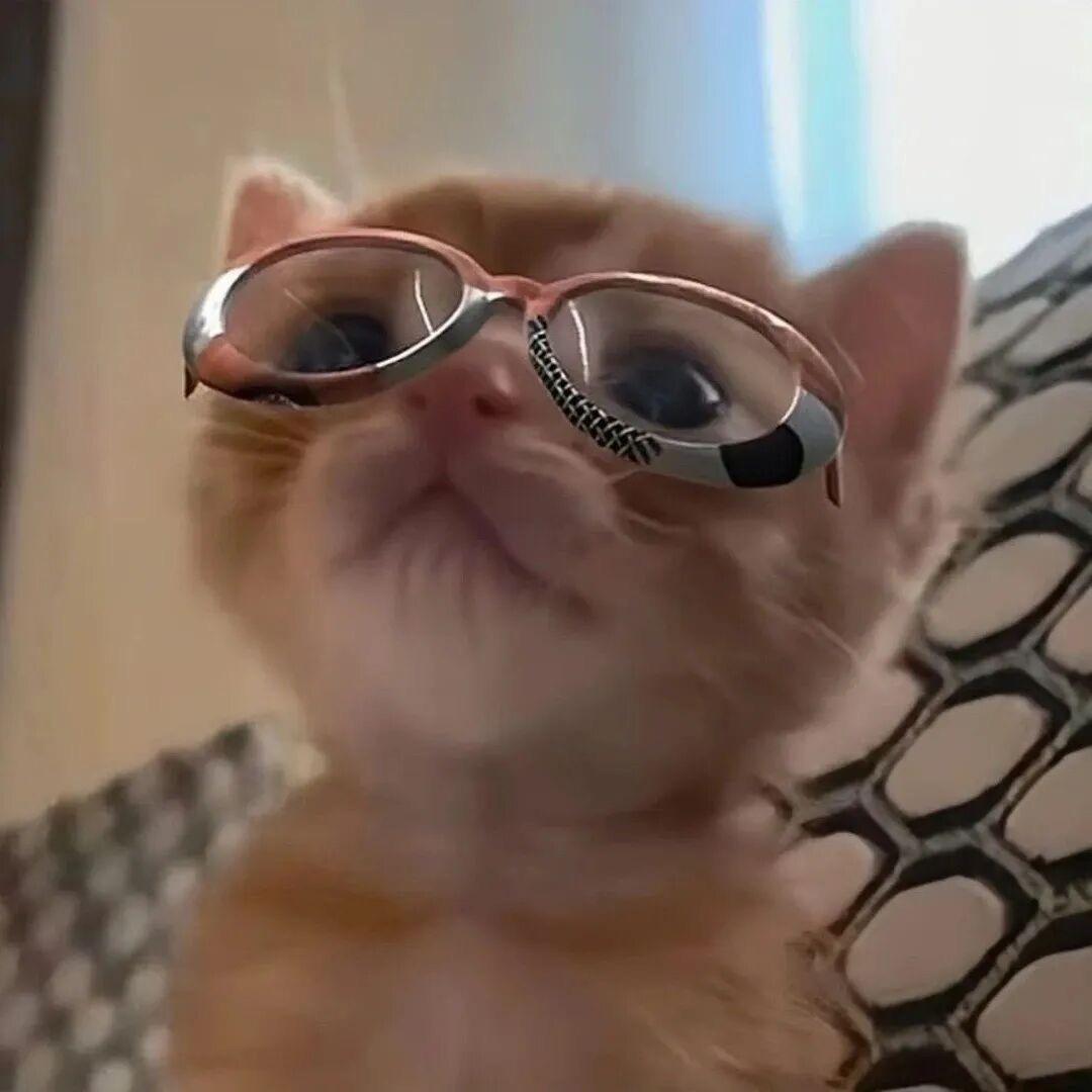 猫m