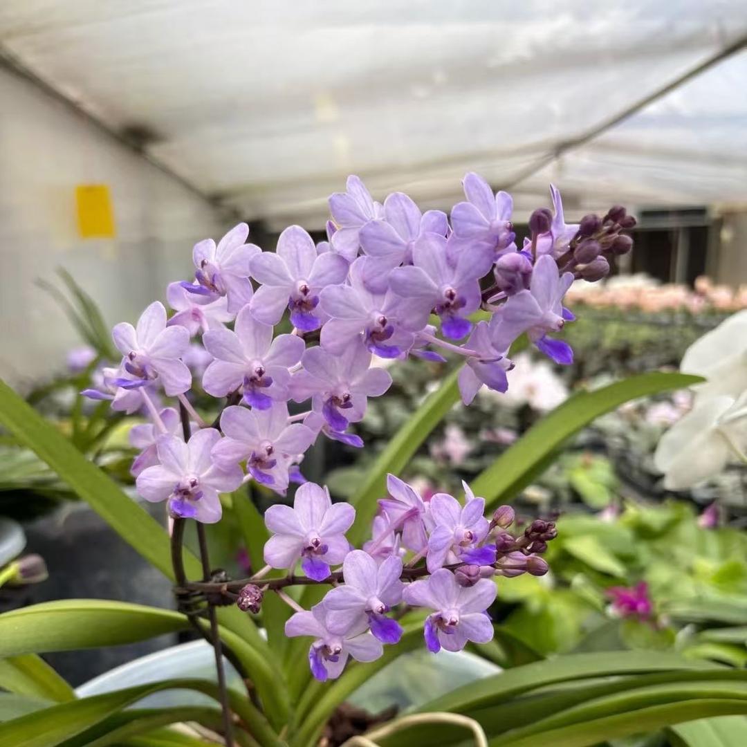 佛山蝴蝶兰