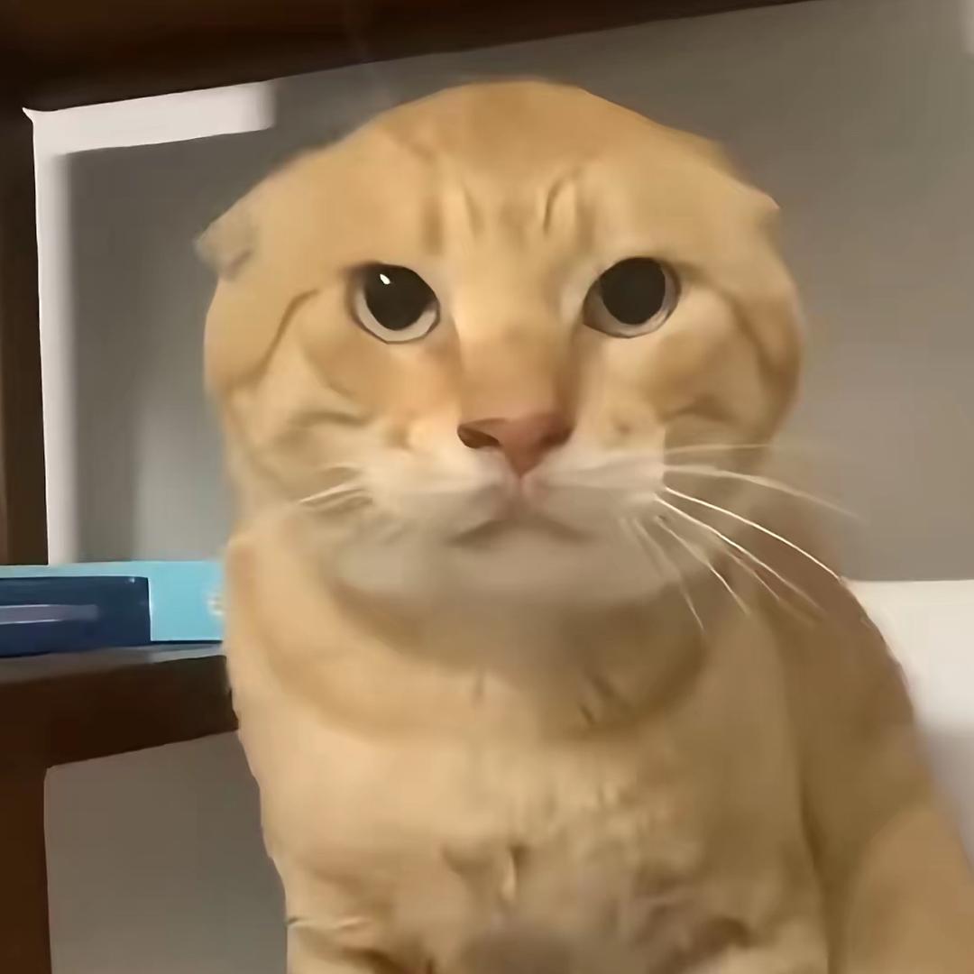 猫儿🐱