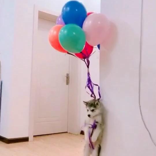 想搞点儿外国米的小二货