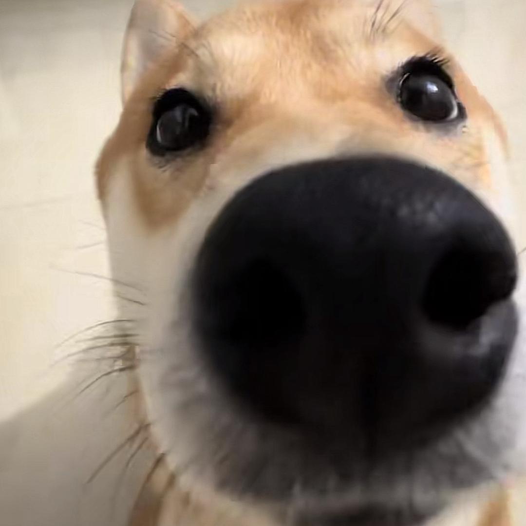 姒柏