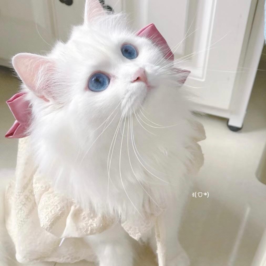 小笨.