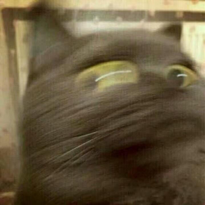 魚跃🐾