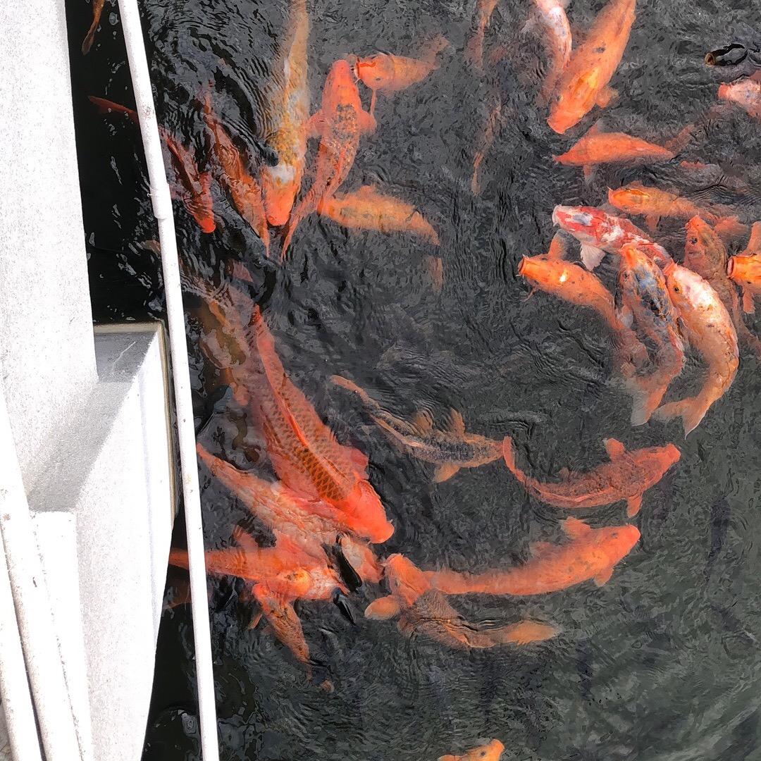 爱走路的多达