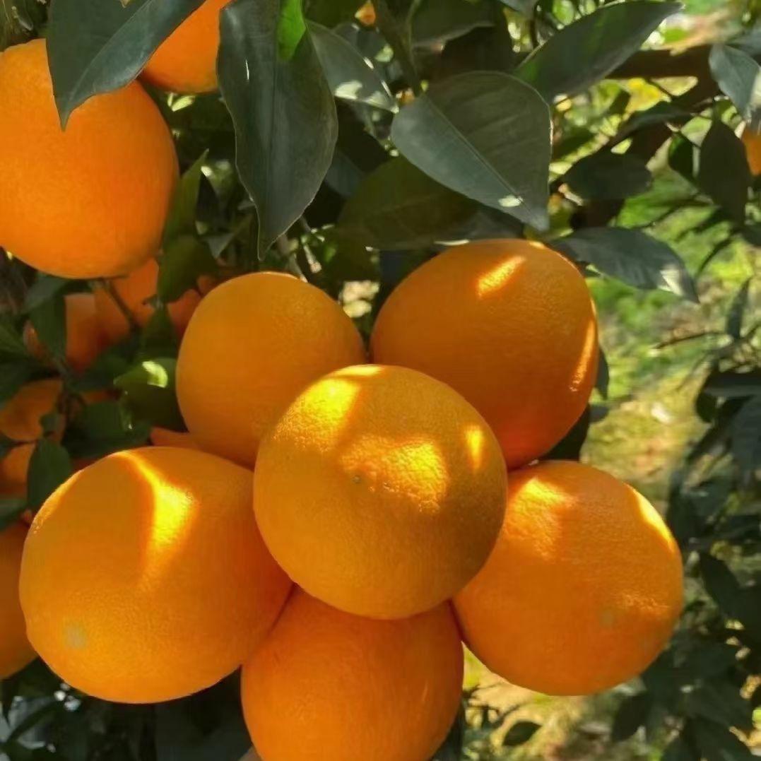 赣南脐橙文东果园