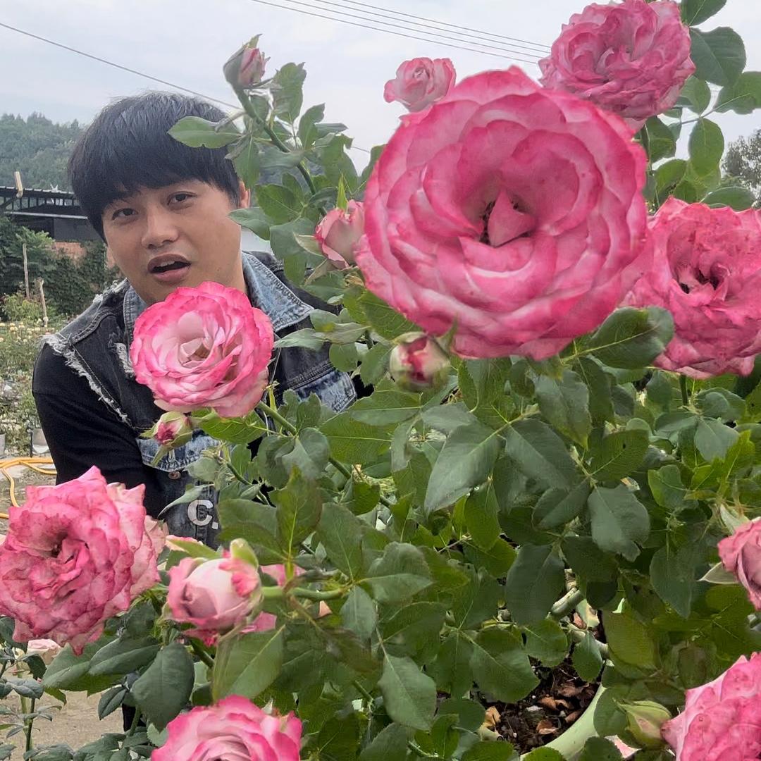 瑞阳月季