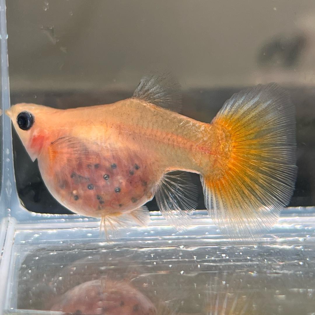 大欢孔雀鱼