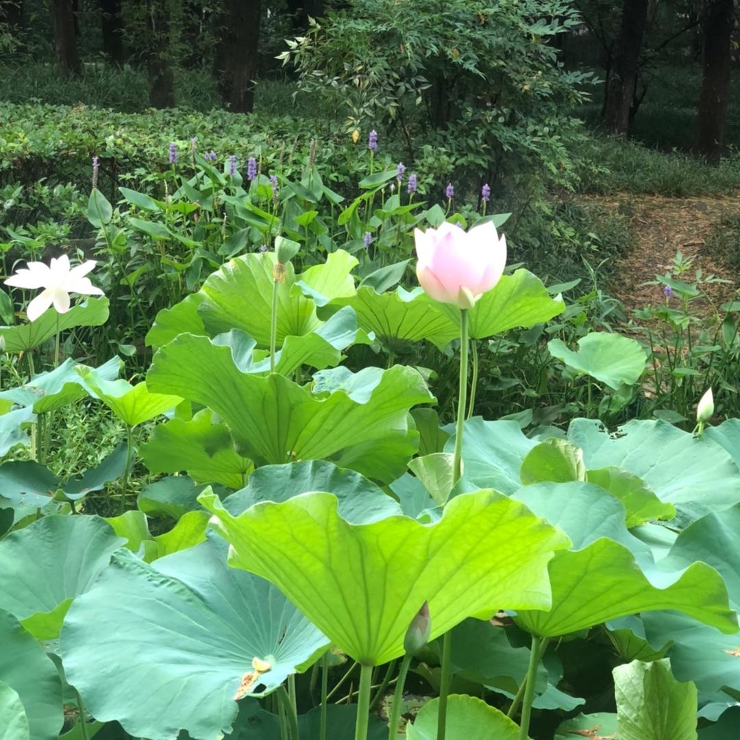 平淡@