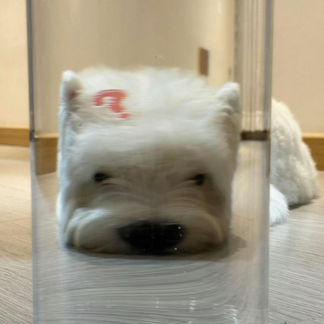 斯塔万格的非著名鹰眼