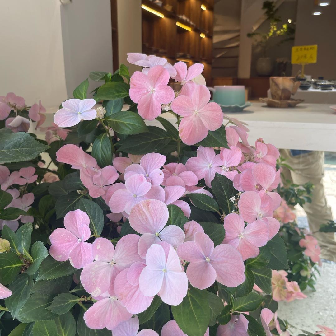 悠悠的日常