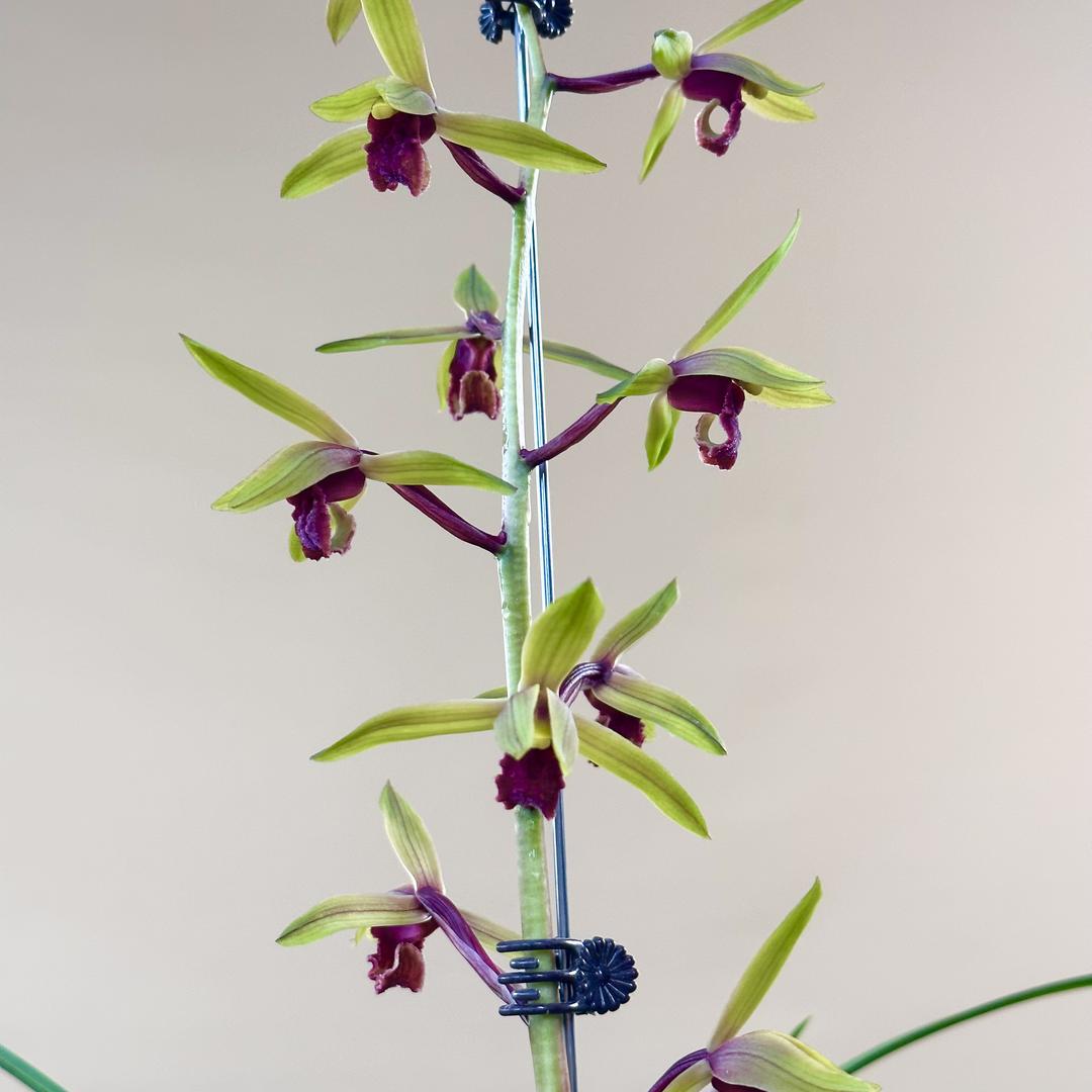 苏州汾湖兰园2号店