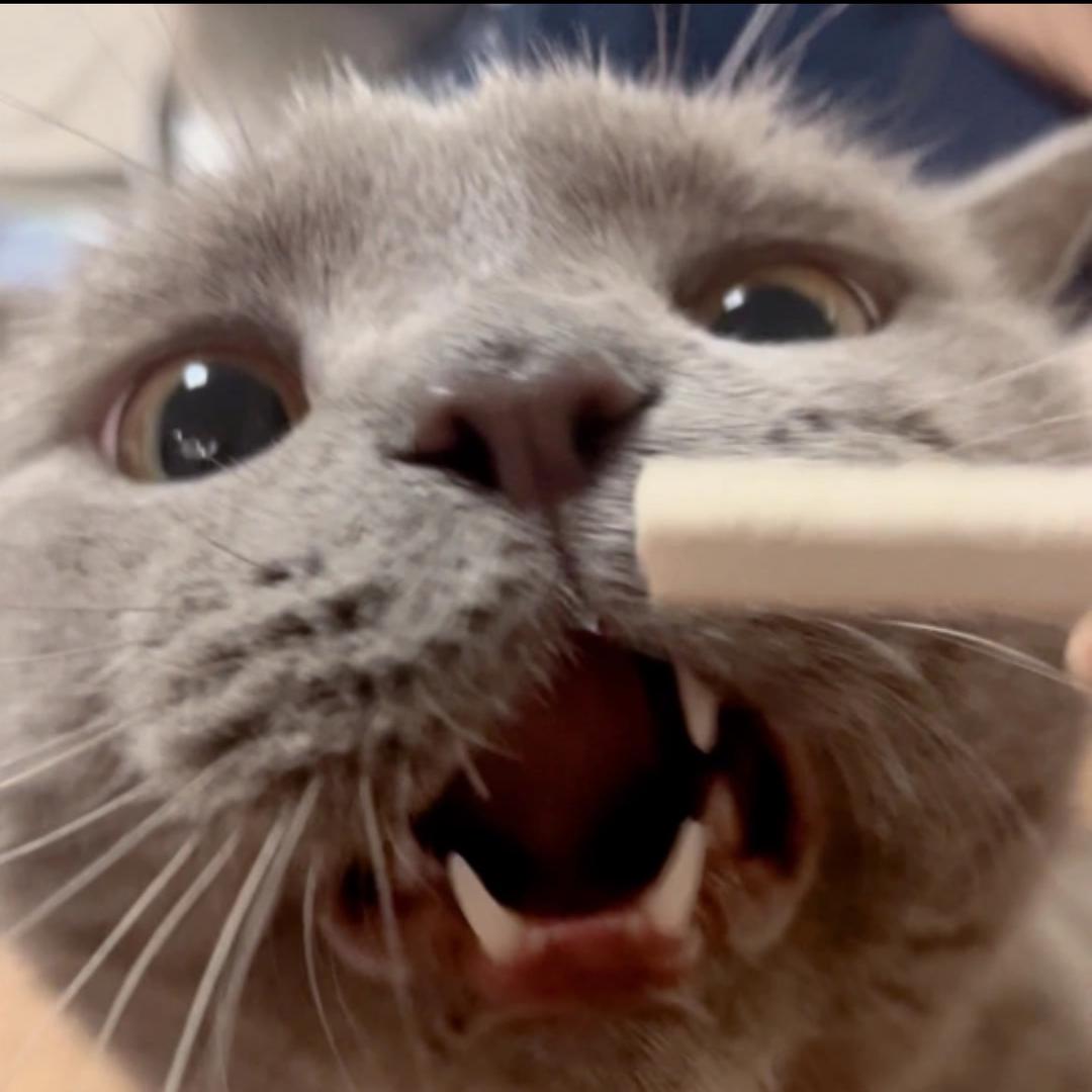 猫咪的小乌龟