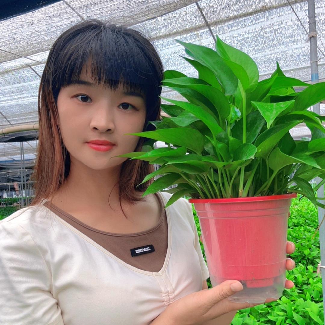 清馨园艺绿萝