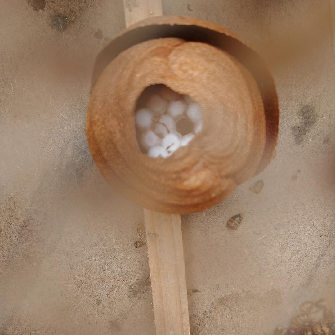 朱刚裂