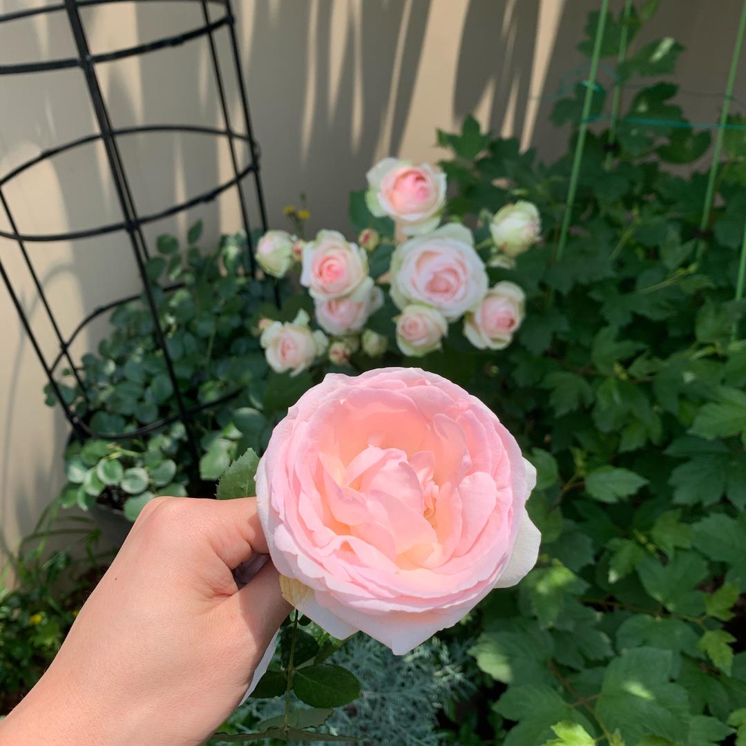 渝香rose🌹