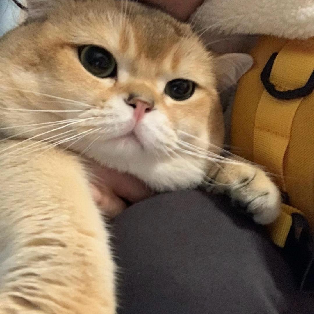 碎碎念（孕中期）