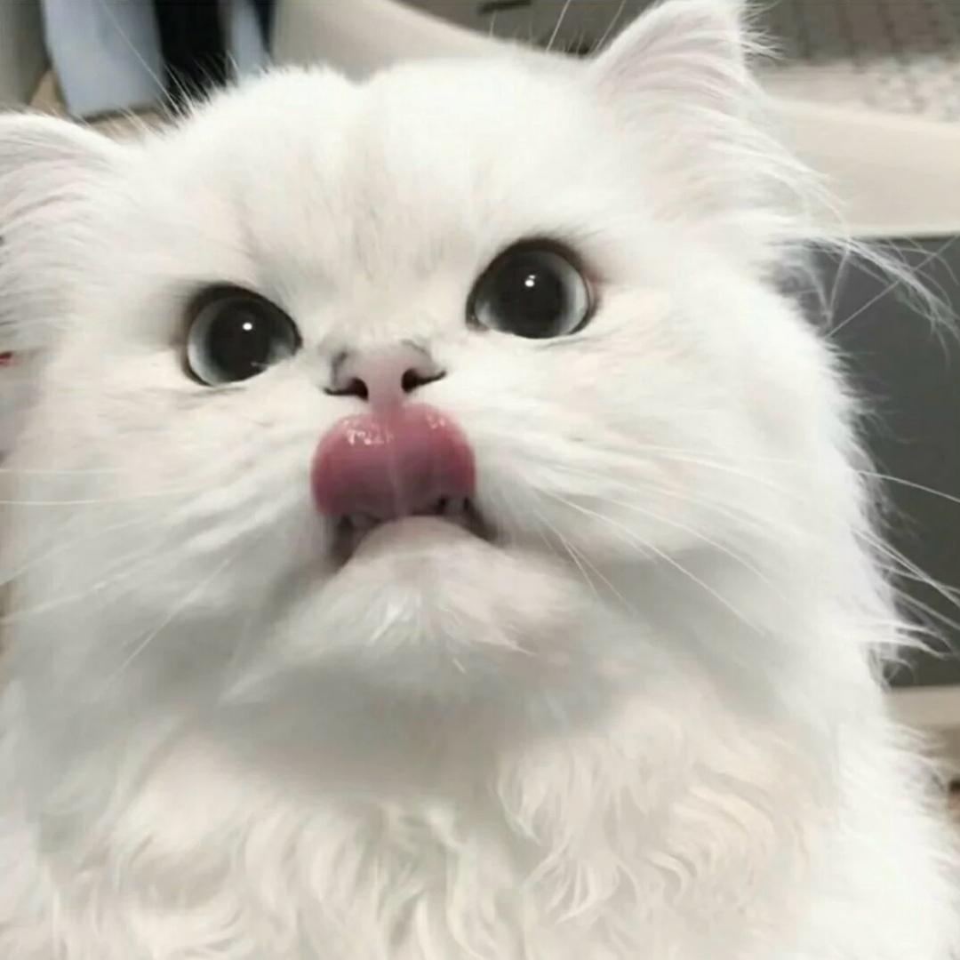 朱朱好物分享💕