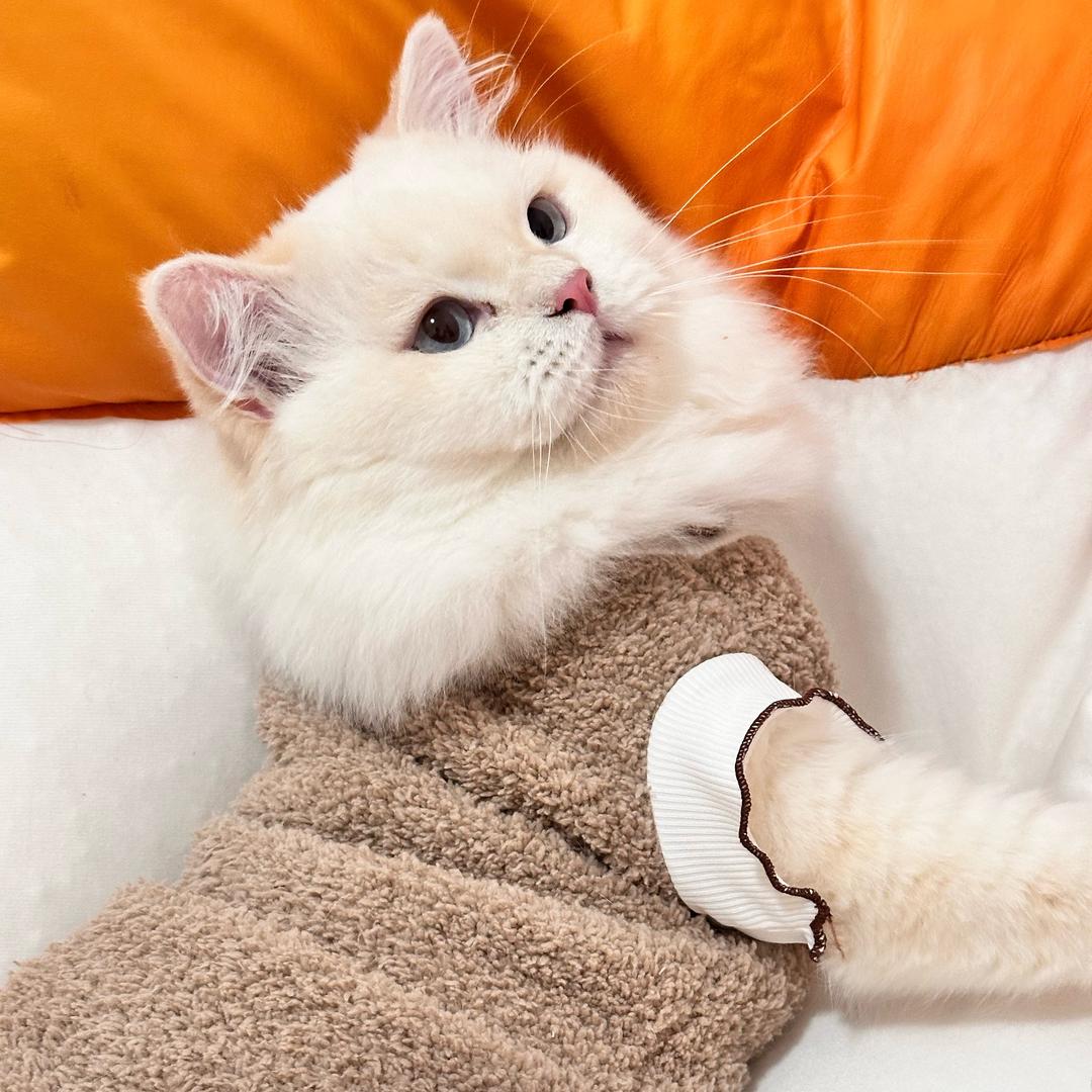 爱吃咸鸭蛋的猫