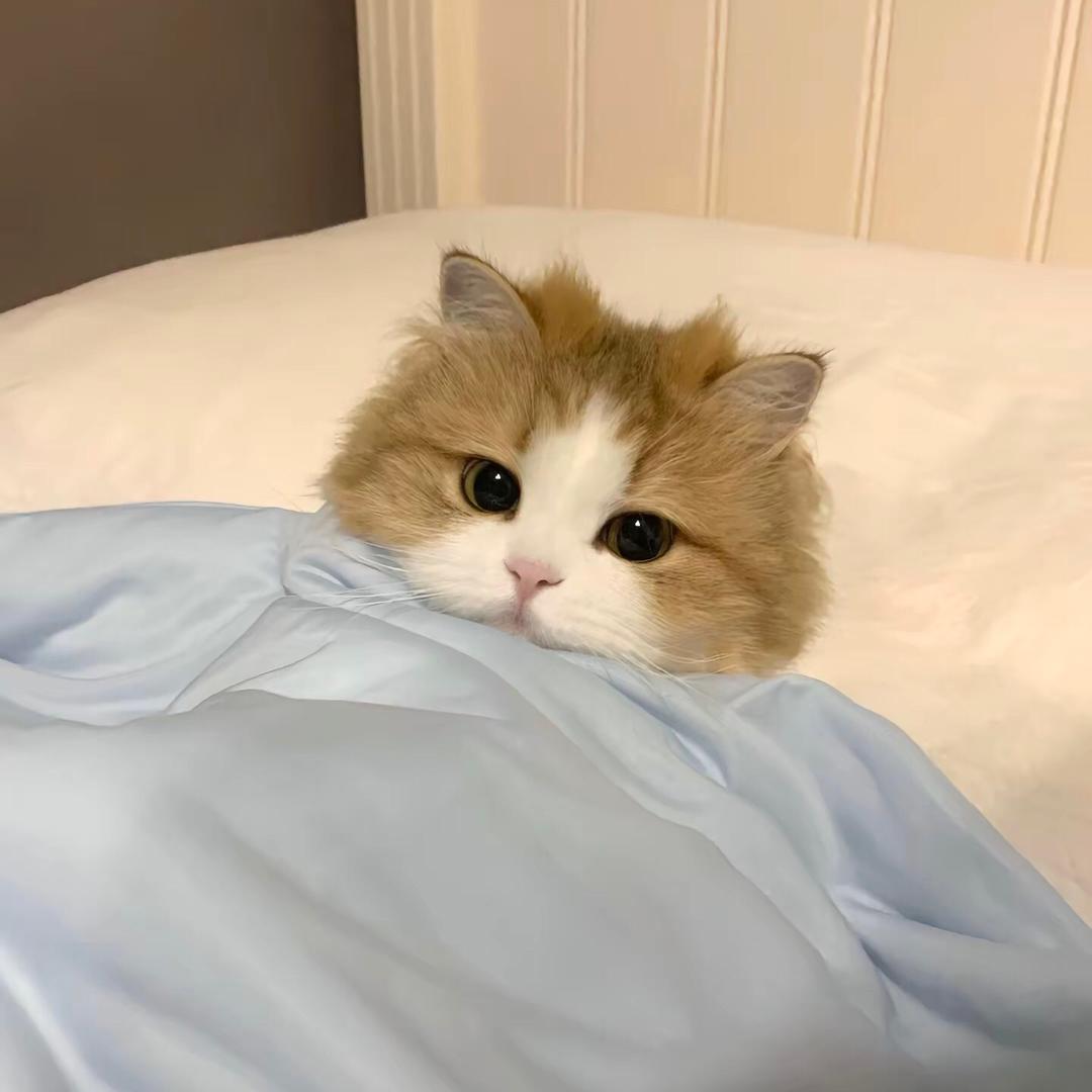可爱多🎀