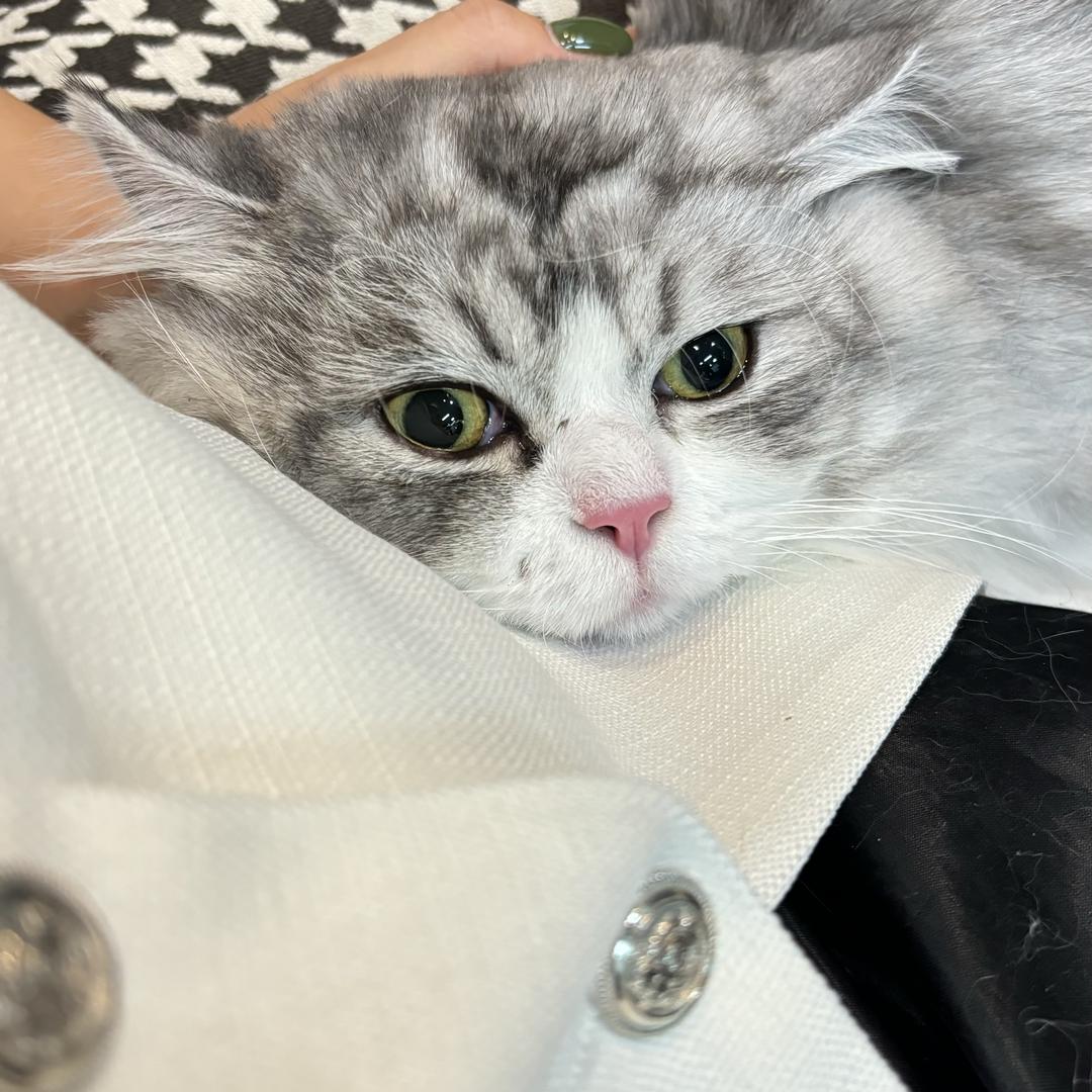 美君小号（水光）