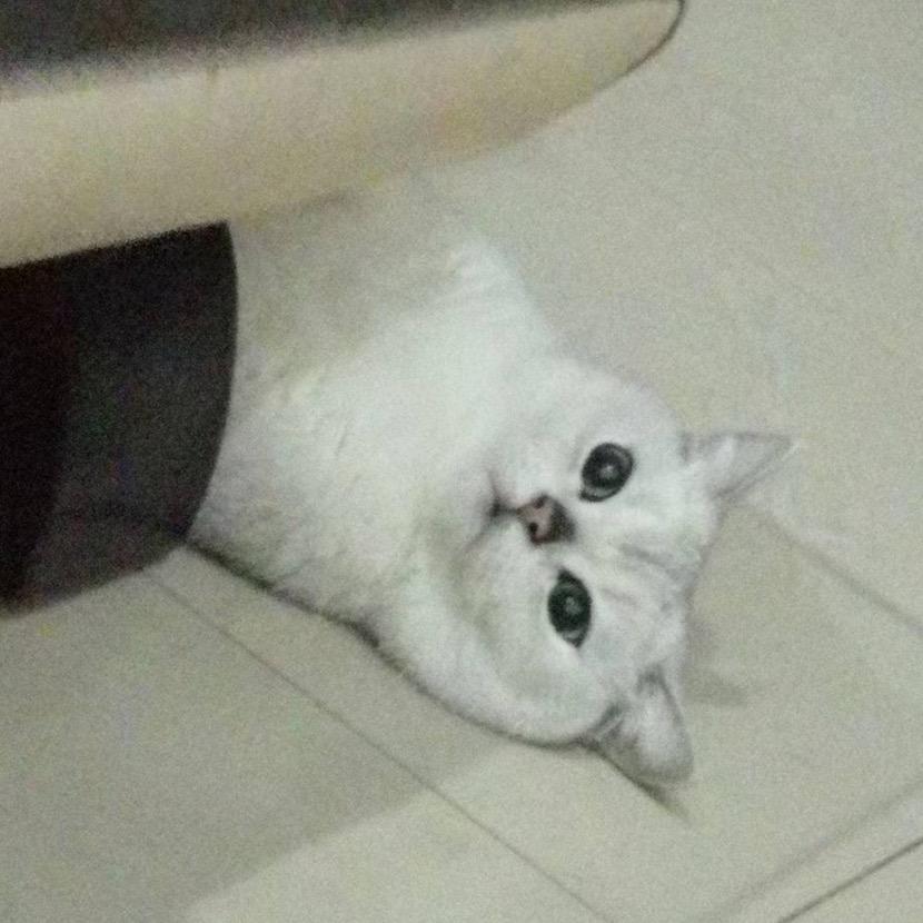 拉皮是只干饭猫