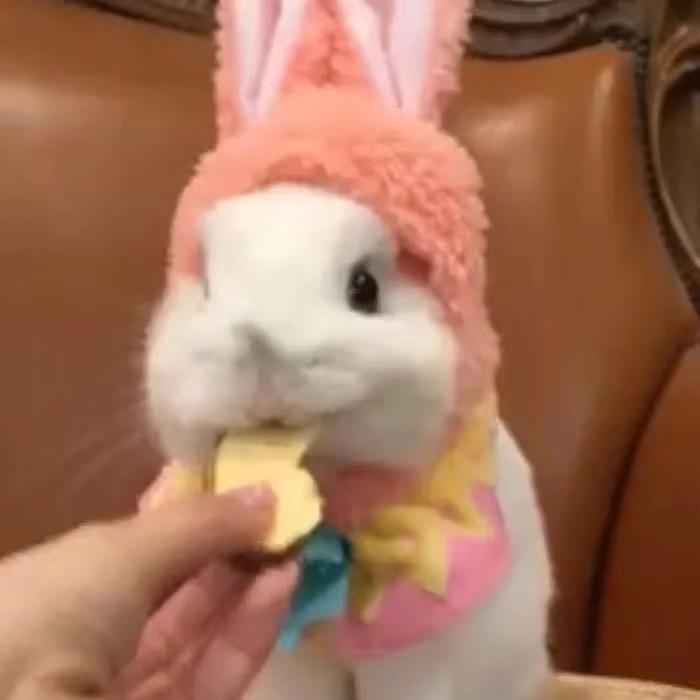 做只猪